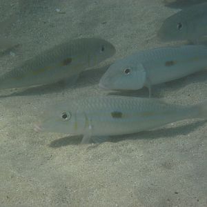 Yellowstripe Goatfish (Mulloidichthys flavolineatus)
