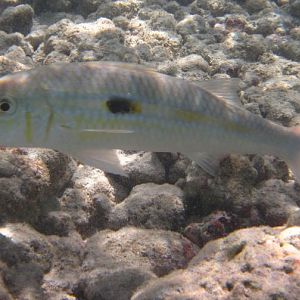 Yellowstripe Goatfish (Mulloidichthys flavolineatus)