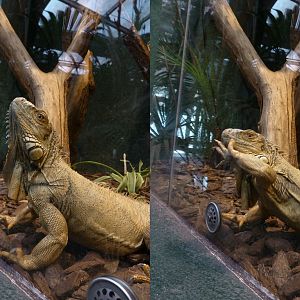 Green iguana wants out