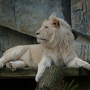 Male white lion
