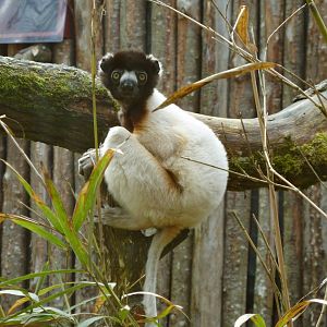 Crowned sifaka