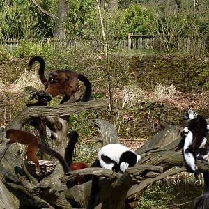 Lemurs after feeding presentation