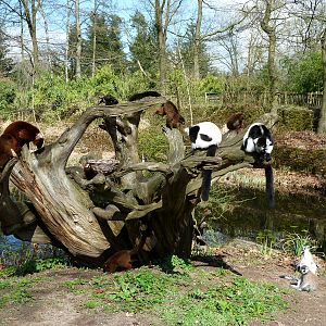 Lemurs after feeding presentation