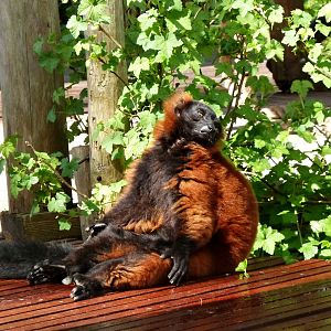 Red-ruffed lemur