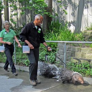 Porcupine out for a walk