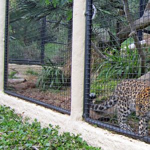New Amur Leopards