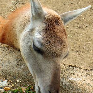 Guanaco
