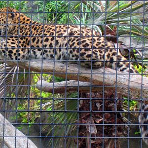 Amur Leopard