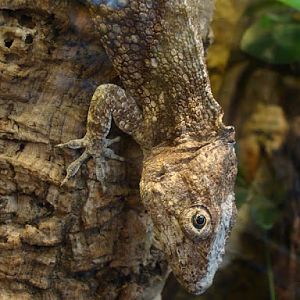 Chamaeleolis barbatus