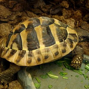 Testudo hermanni
