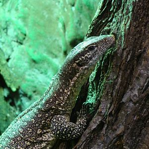 Varanus timorensis