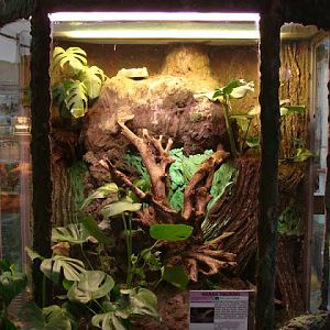 Terrarium of Varanus timorensis