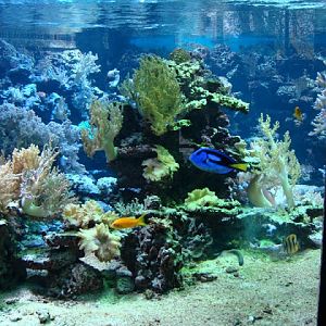 Sea aquarium
