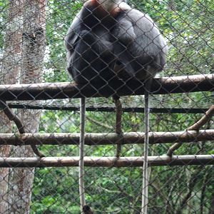 Grey-shanked Douc Langurs at EPRC Cuc Phuong, 10/03/12