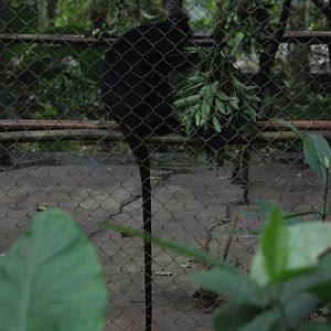 Indochinese Black Langur at EPRC Cuc Phuong, 10/03/12