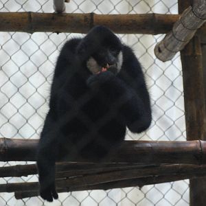 Southern White-cheeked Gibbon at EPRC Cuc Phuong, 10/03/12