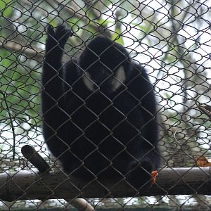 Southern White-cheeked Gibbon at EPRC Cuc Phuong, 10/03/12