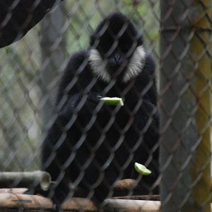 Northern White-cheeked Gibbon at EPRC Cuc Phuong, 10/03/12