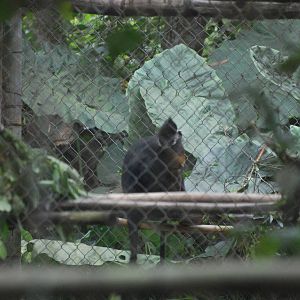 Hatinh Langur and Young at EPRC Cuc Phuong, 10/03/12