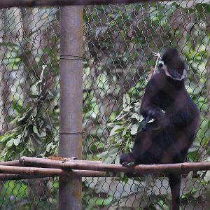 Hatinh Langur at EPRC Cuc Phuong, 10/03/12
