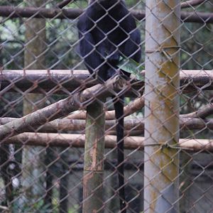 Hatinh Langur at EPRC Cuc Phuong, 10/03/12