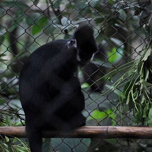 Hatinh Langur at EPRC Cuc Phuong, 10/03/12