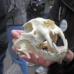 Amur Leopard skull (replica)