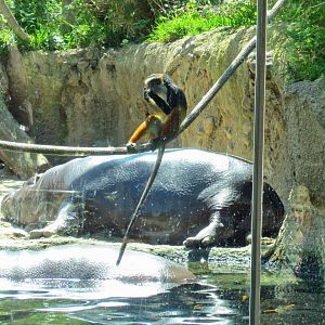 Pygmy hippo with Wolfs guenons