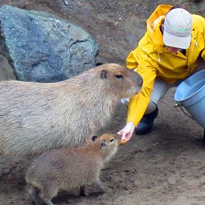 Capybara