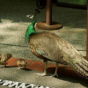 Peahen with chicks