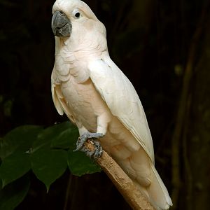 Moluccan cockatoo