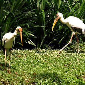 Yellow-billed storks