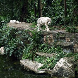 White tiger exhibit