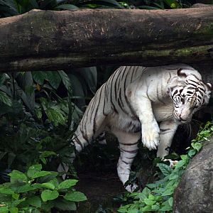 White tiger