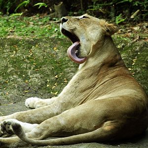 African lioness