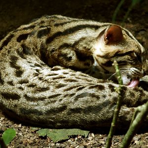 Leopard cat