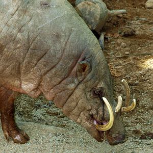 Babirusa