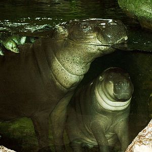 Pygmy hippo and calf