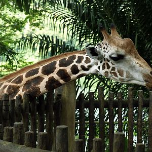 Rothschild's giraffe
