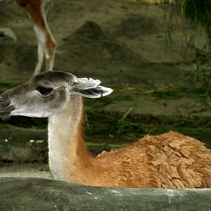 Guanaco
