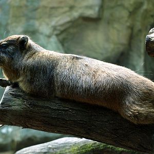 Rock hyrax