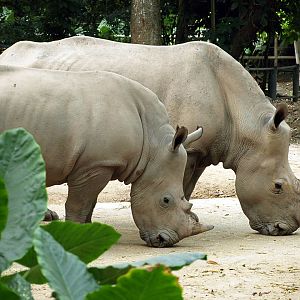 Southern white rhinoceros