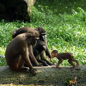 Sulawesi Crested macaque group and infant