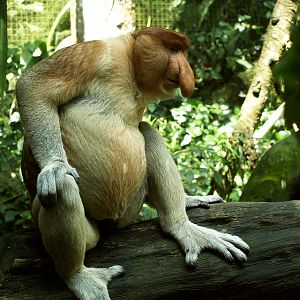 Male Proboscis monkey