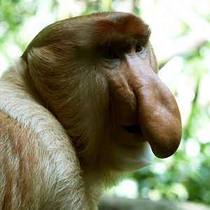 Male Proboscis monkey