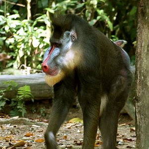 Mandrill