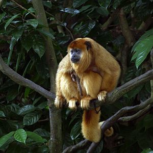 Female Black howler monkey and infant