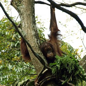 Bornean Orangutan
