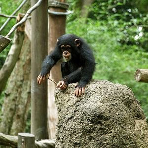 Juvenile chimpanzee