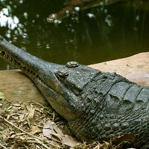 False gharial